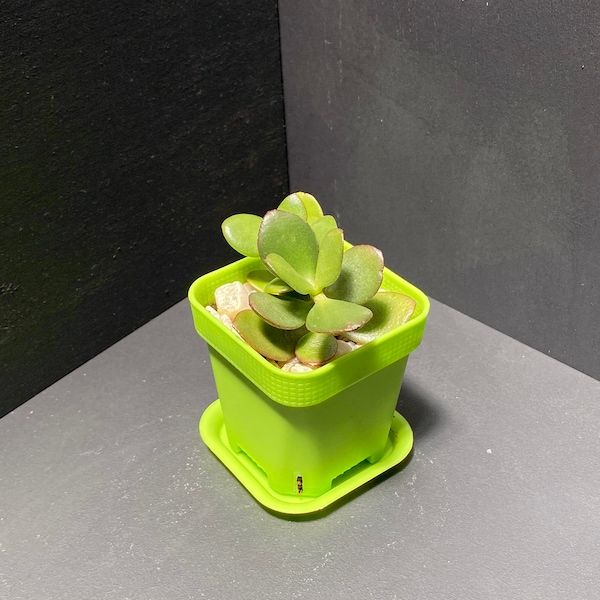 Jade Plant in Small Green Pot with Saucer