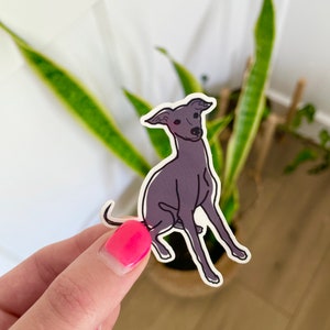 Italian Greyhound Sticker, 2.1” x 2.7” | Hand-drawn Italian Greyhound | Whippet, Greyhound, Galgo, Sighthound Sticker