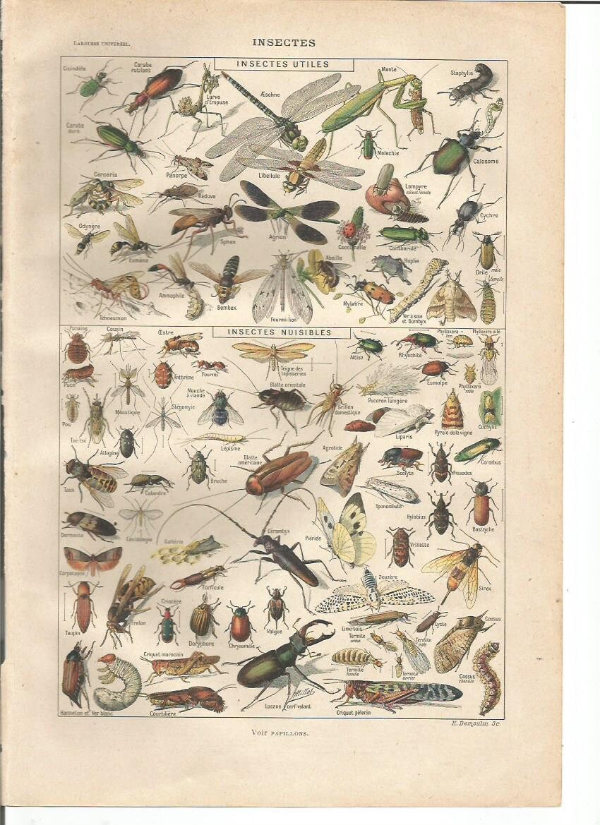 1922 Original Insectes 1 Planche Illustrée Larousse - A Encadrer