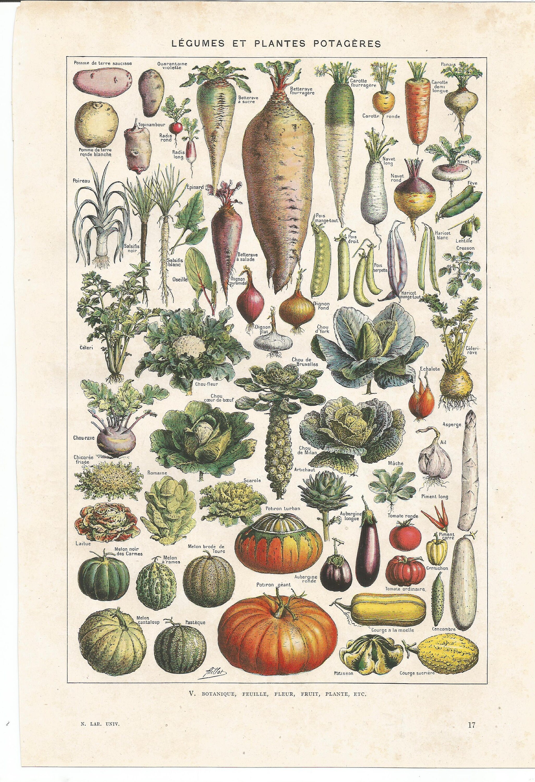 1922 Original Legumes/Vegetables Planche Illustrée Larousse