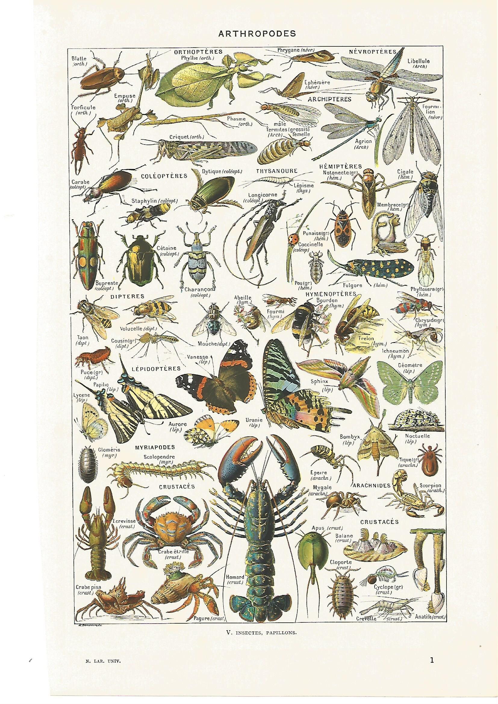1949 Original Insectes Planche Illustrée Larousse
