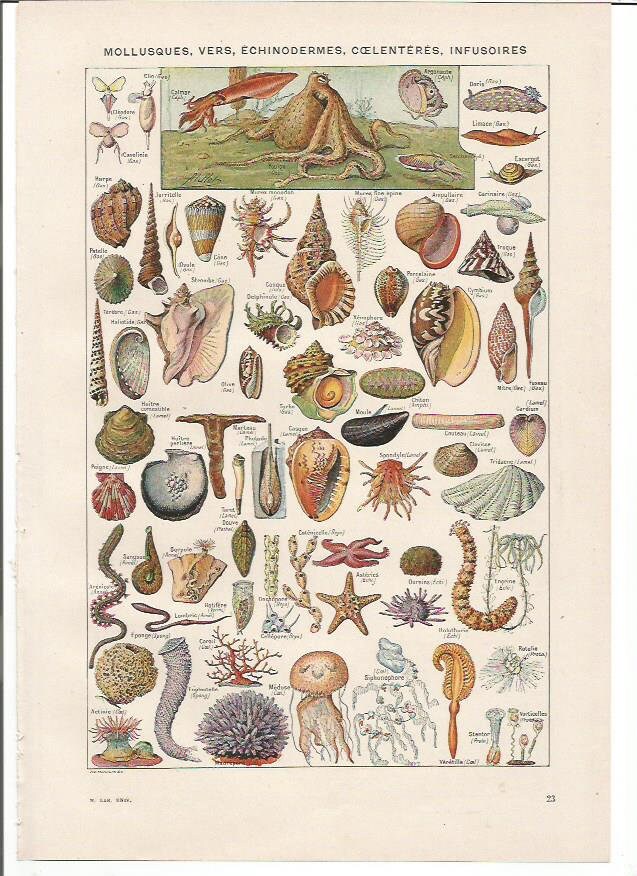 1949 Coquillages Mollusques Affiche Vintage Illustrée, Originale Ancienne, Page de Dictionnaire Laro