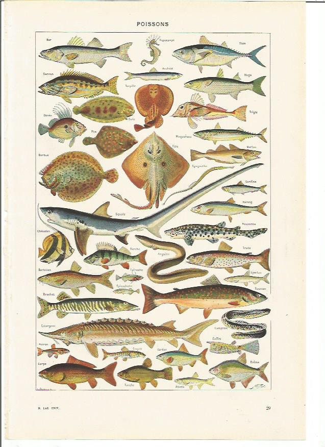 1949 Original Poissons 1 Planche Illustrée Larousse - A Encadrer