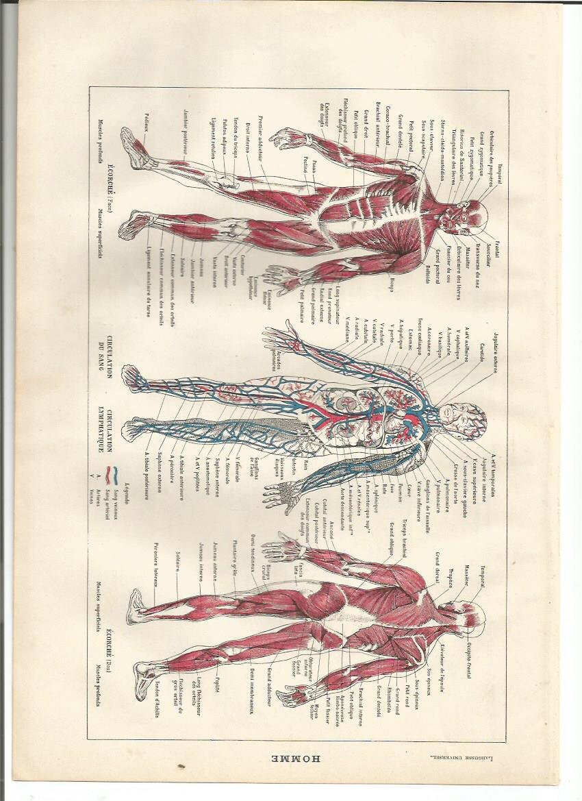 1922 Original Anatomie 1 Planche Illustrée Larousse - A Encadrer