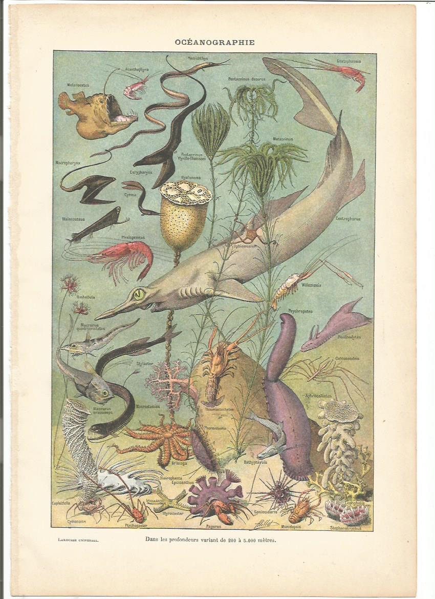 1922 Original Oceanographie 1 Planche Illustrée Larousse - A Encadrer