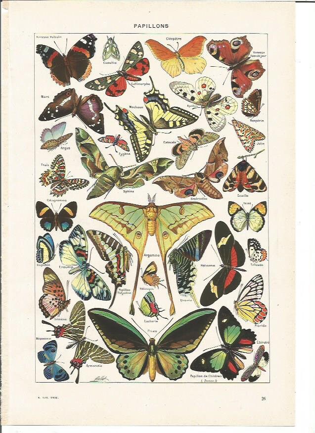 1949 Original Papillons 1 Planche Illustrée Larousse - A Encadrer