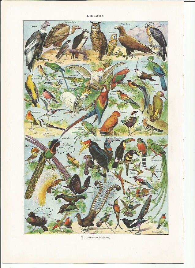 1949 Original Oiseaux 1 Planche Illustrée Larousse - A Encadrer