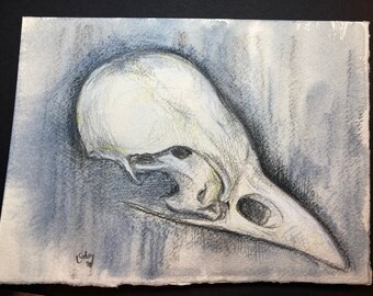 Original drawing. Watercolour pencil sketch- Bird skull.  14 x 19cm watercolour paper.  Skull art, skull painting, skull drawing,