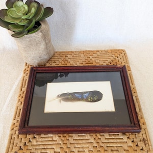Signed Butterfly Feather Art: Framed Costa Rican Nature Painting