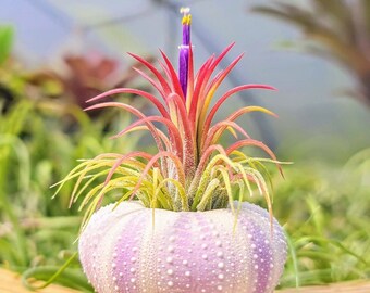 Purple Urchin Air Plant Holder with Plant | The Drunken Gnome