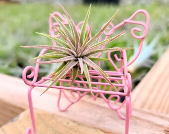 Butterfly Chair Holder w/ Air Plant