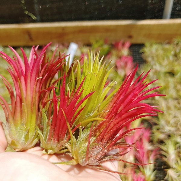 IONANTHA FUEGO Air Plants Tillandsia Pack | The Drunken Gnome