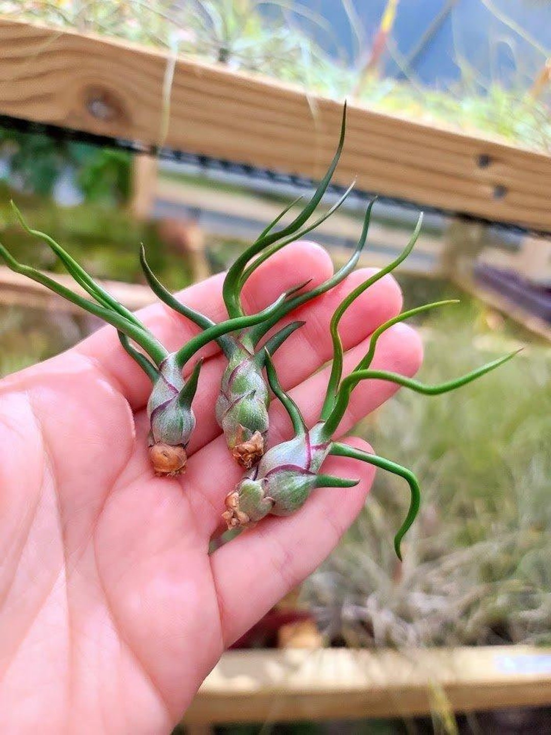 Sellers Choice Bulbosa Mini Air Plant Etsy