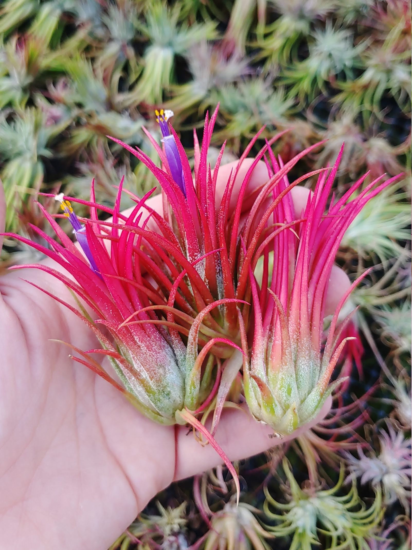 IONANTHA FUEGO Air Plants Tillandsia Pack The Drunken