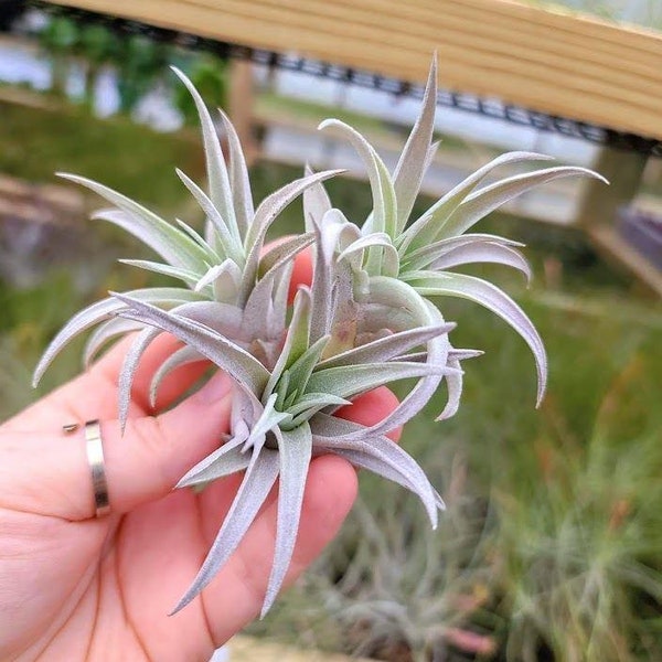 Sellers Choice- Harrisi Air Plant