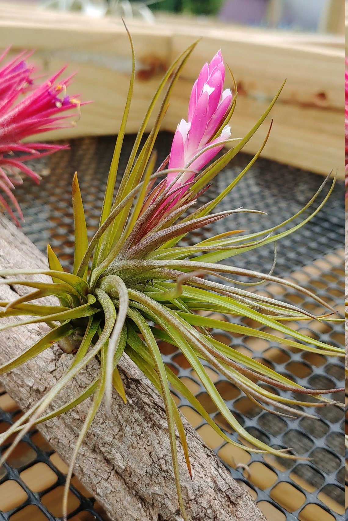 TENUFOLIA Air Plants Tillandsia Pack The Drunken Gnome Etsy