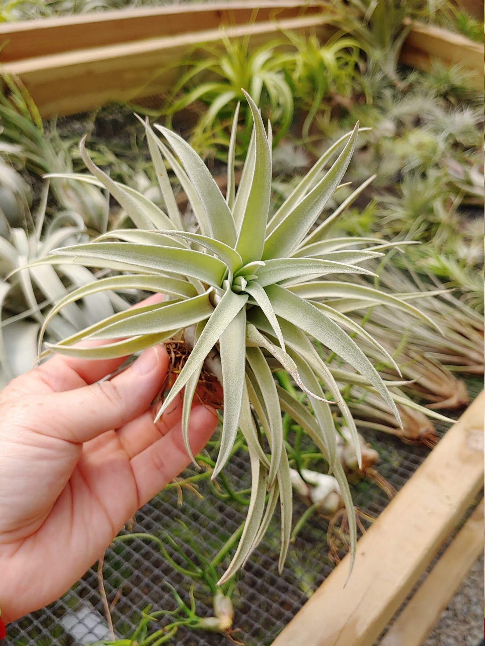 HARRISII Air Plants Tillandsia Pack The Drunken Gnome Etsy