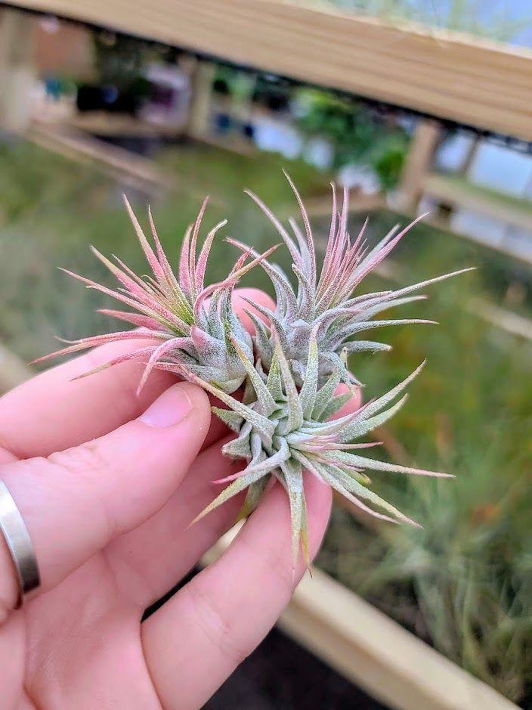 Sellers Choice Mini Ionantha Air Plant Etsy