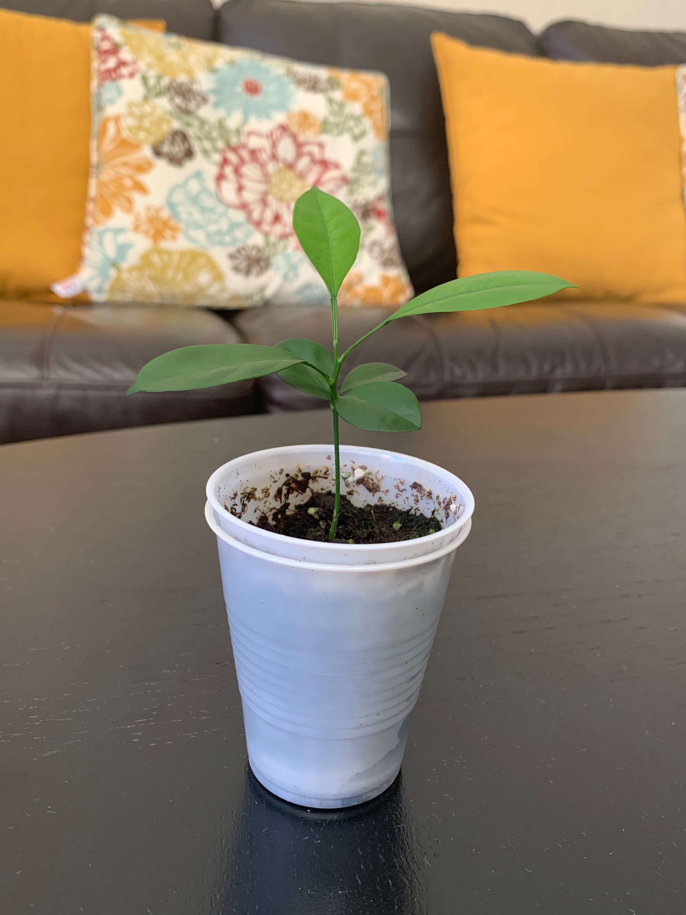 1 Calamansi / Kalamansi Plant 34 Inches Tall Etsy