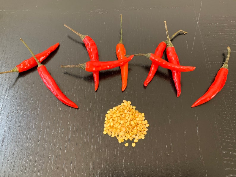 40 Thai Chili Seeds please Read Description Etsy