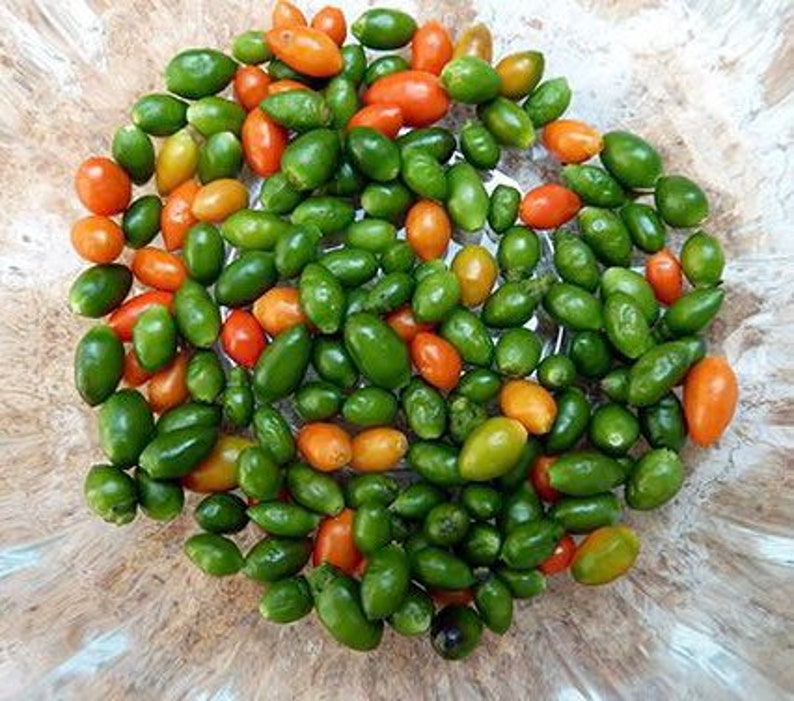 25 Chiltepin / Indian Pepper Seeds please Read Description Etsy