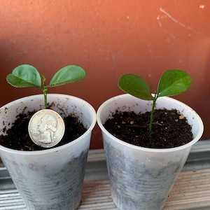 May include: Two small plants with green leaves sprout from soil in clear plastic cups. A quarter coin rests in one cup for size comparison. The plants are on a metal surface, with a reddish-brown wall in the background.