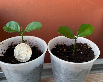 2 Calamansi / Kalamansi Plant “Seedling”