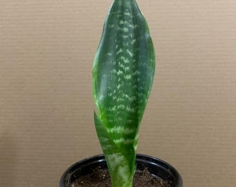 Sansevieria trifasciata ‘Black Moon’ in a 5-inch pot (pot shown for size reference only).