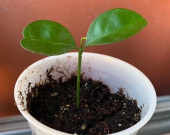 1 Calamansi / Kalamansi Plant “Seedling”