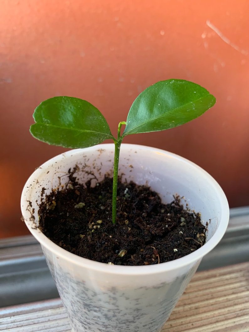 1 Calamansi / Kalamansi Plant Etsy
