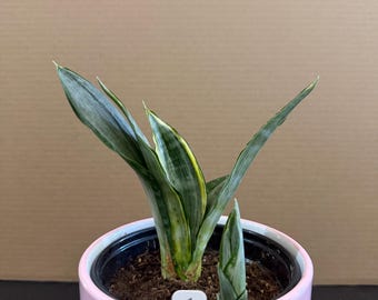 Sansevieria trifasciata ‘Morgenstern’s Aurea’ in a 5-inch pot (pot shown for size reference only).