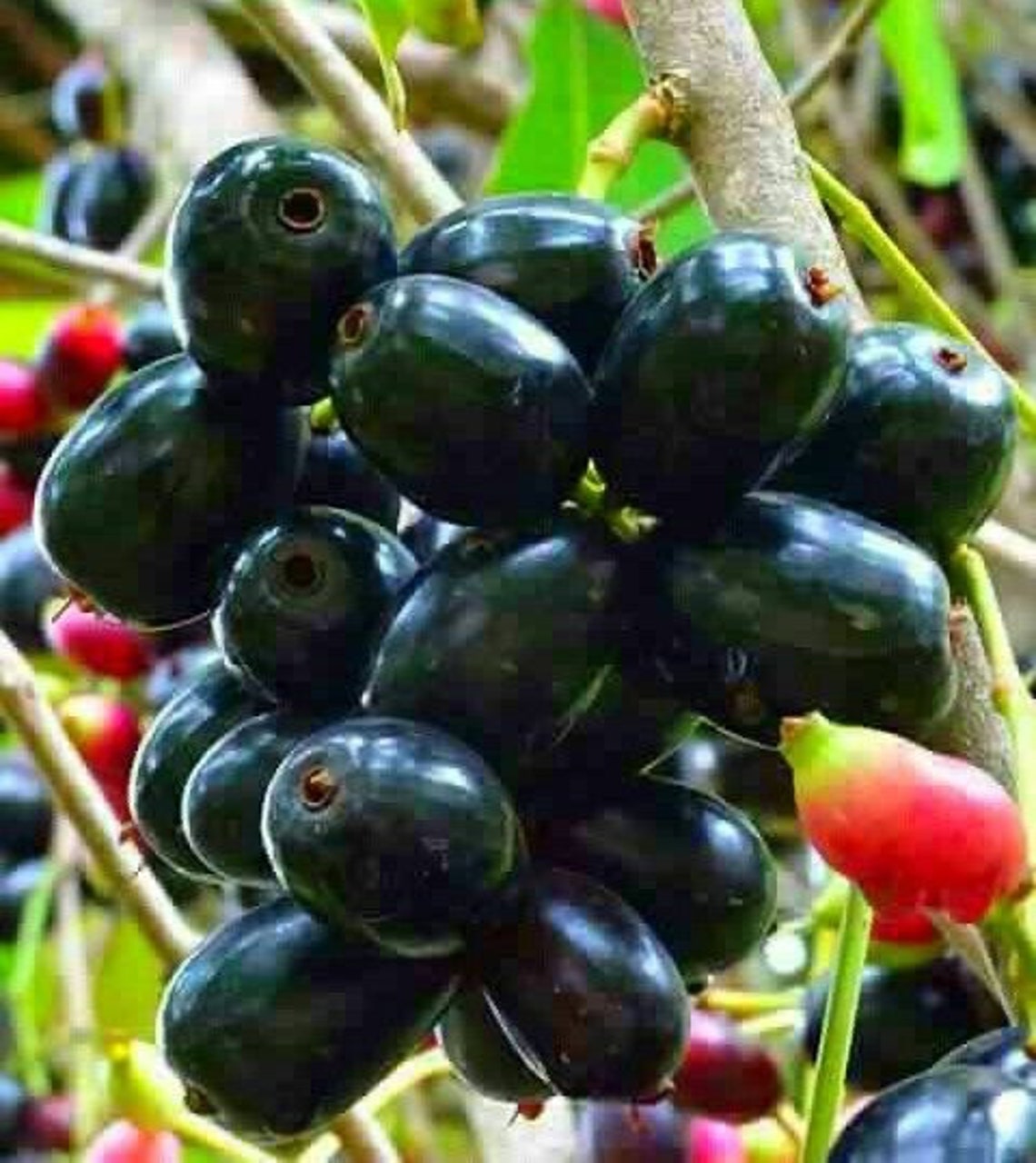 1 Java Plum / Black Jamun / Duhat Plant Tree 69 Inches Tall Etsy