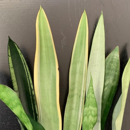 Sansevieria Trifasciata Hahnii midnight Shine Also Known as Emerald Star  in 4 Inch Pot - Etsy