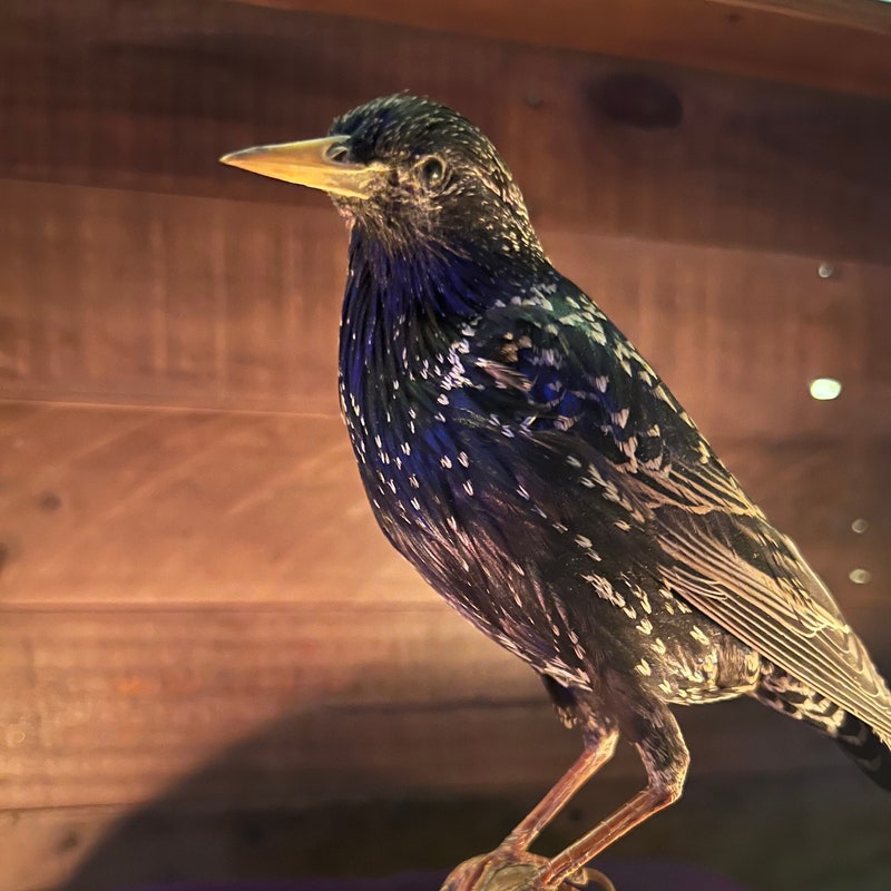 Taxidermy Birds - Etsy