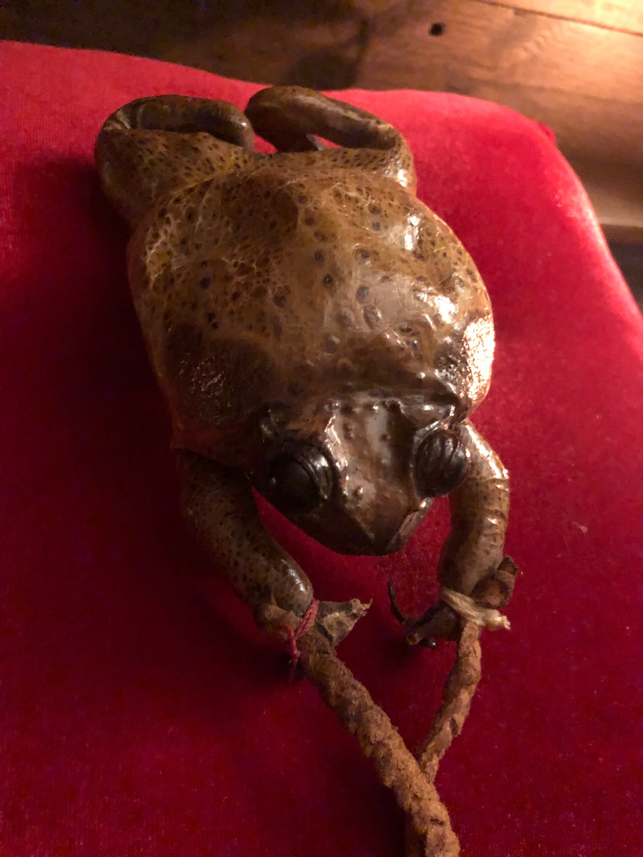 Vintage Taxidermy Frog Purse India