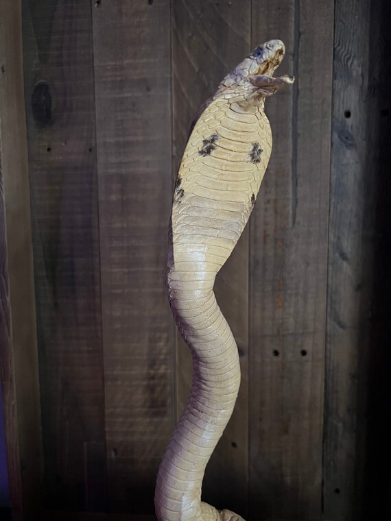 Rare Vintage Taxidermy Cobra | Etsy