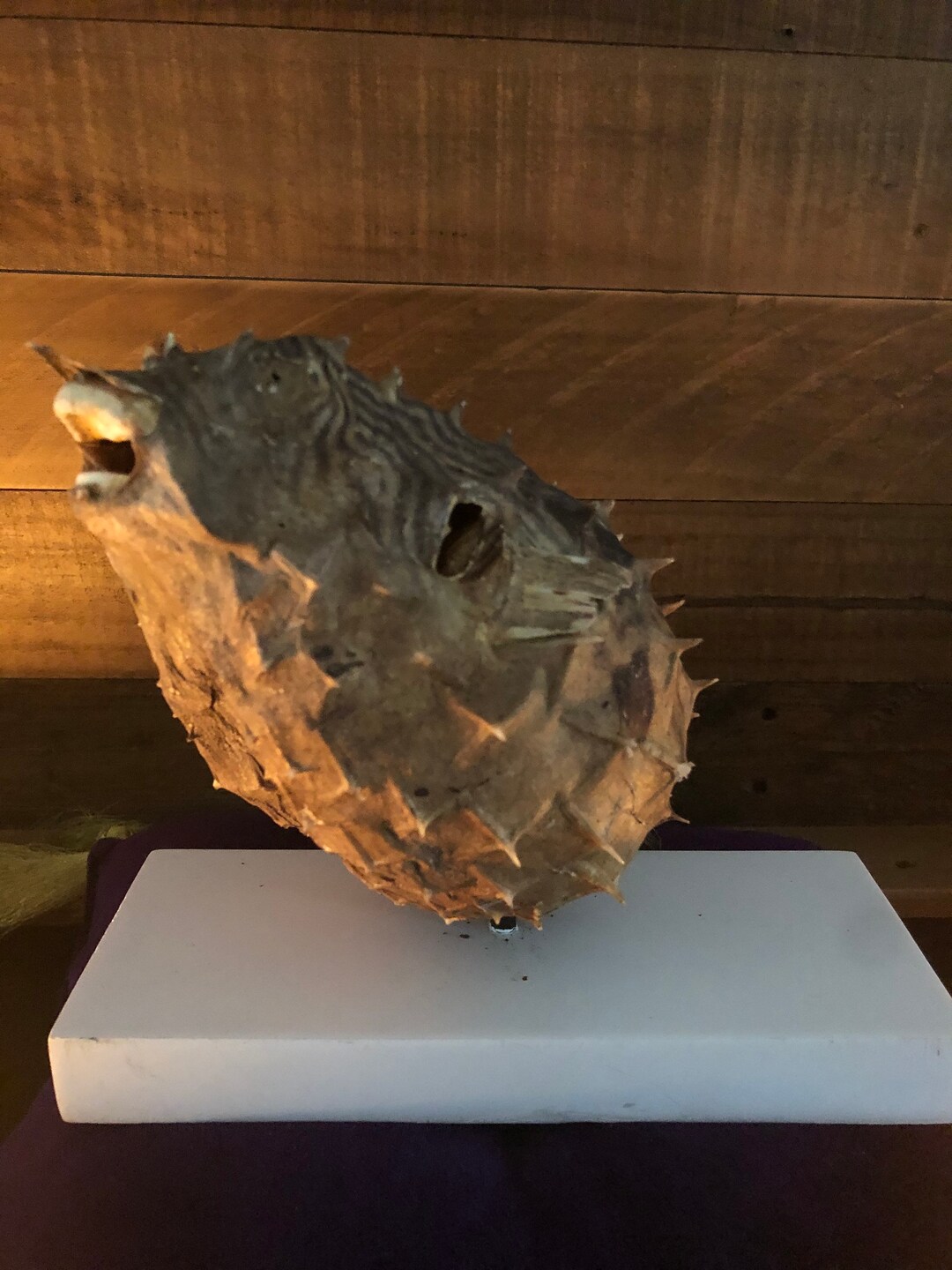 Antique Taxidermy Puffer Fish Etsy