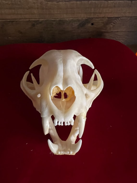 Bobcat Skull - Etsy