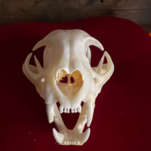 Bobcat Skull