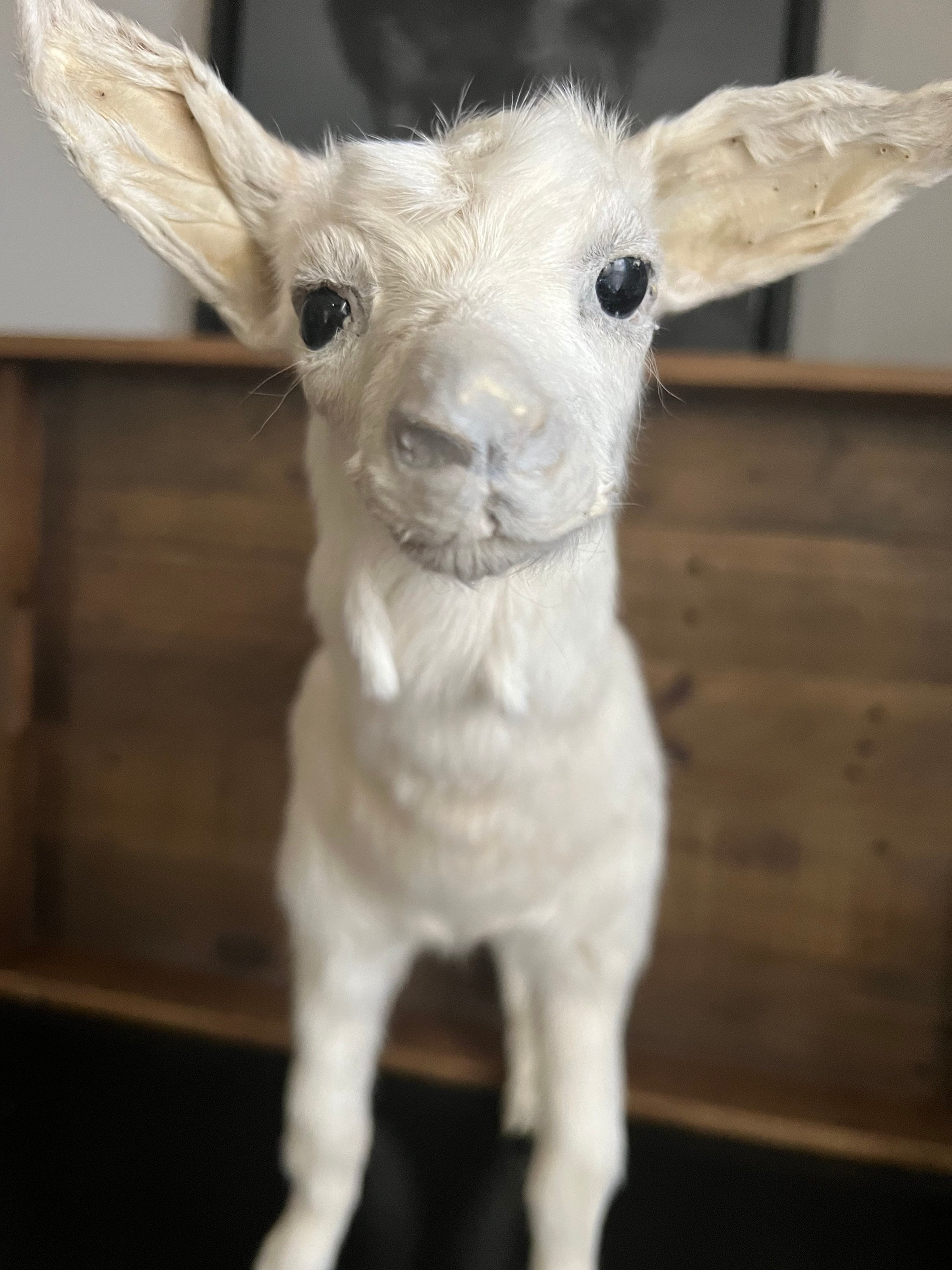 Stuffed goat best sale head