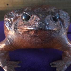 Large Taxidermied Cane Toad