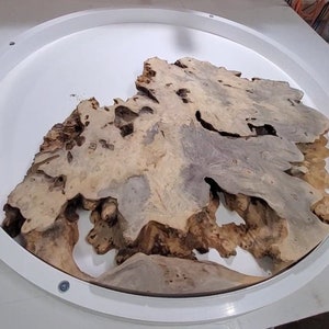 May include: A large, irregularly shaped piece of wood with a natural, rustic finish. The wood has a light brown colour with darker brown and grey streaks. The wood is sitting in a white circular mould.