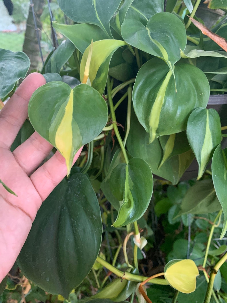 Pothos Cuttings For Sale Pothos Plant