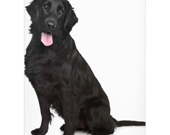 flat coated retriever merchandise