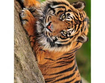 gift ideas for tiger lovers