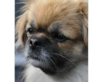 tibetan spaniel gifts