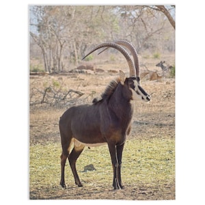 May include: A black and white sable antelope with long, curved horns stands in a grassy field. The antelope is looking to the right of the image.