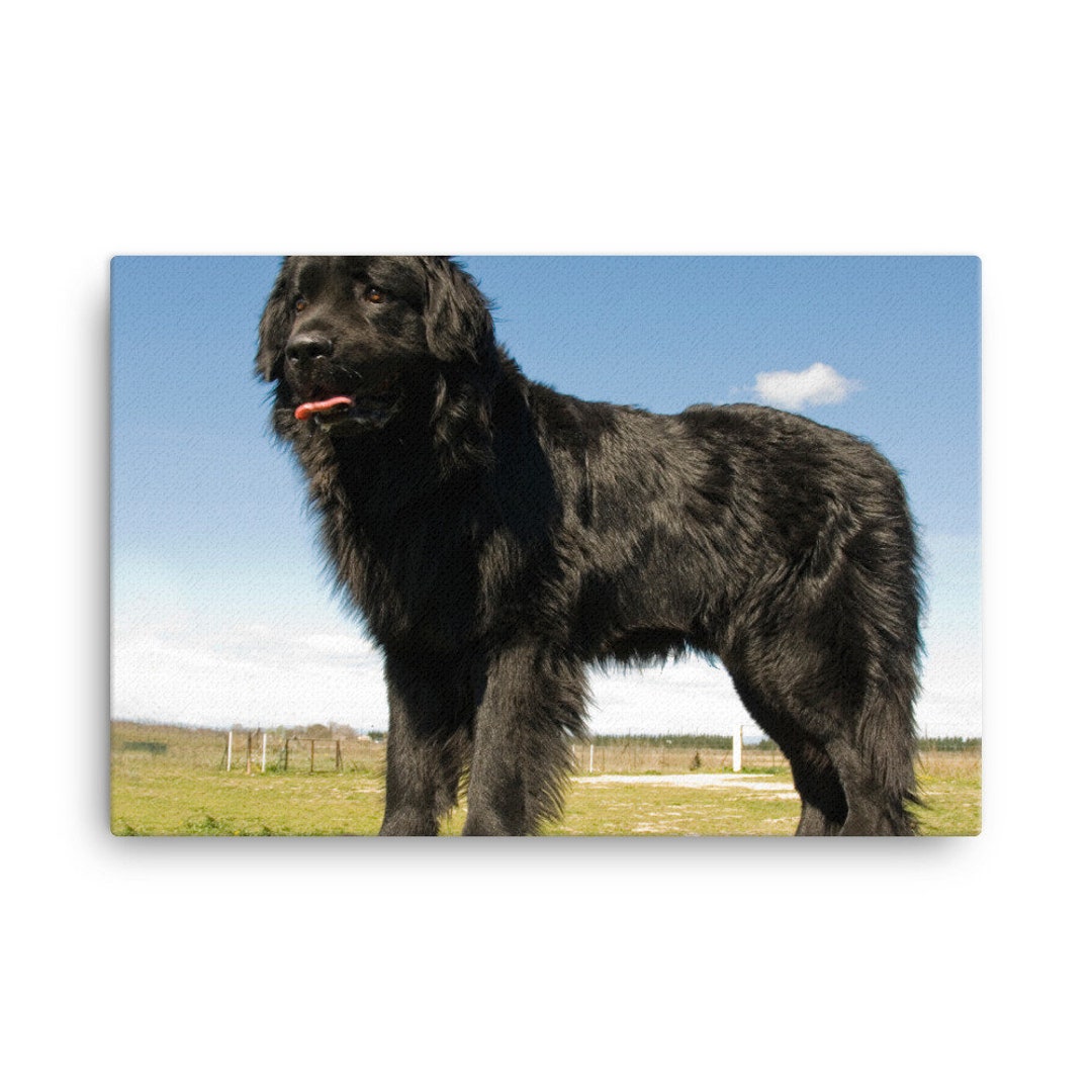 Newfoundland 1 Canvas, Newfoundland 1 Wall Canvas Print, Newfoundland 1