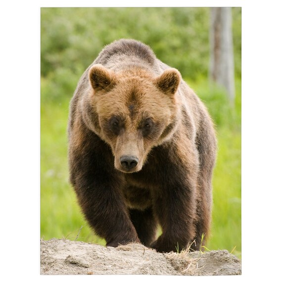 Grizzly bear sale gifts