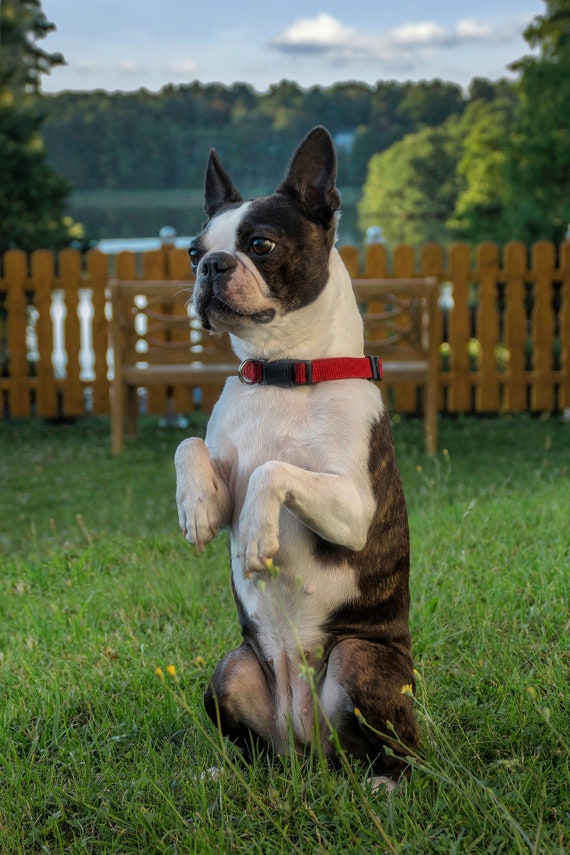 Boston terrier fleece blanket sale